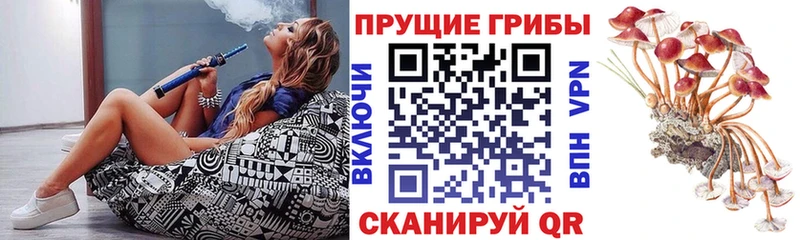 Псилоцибиновые грибы Psilocybe  Энгельс 